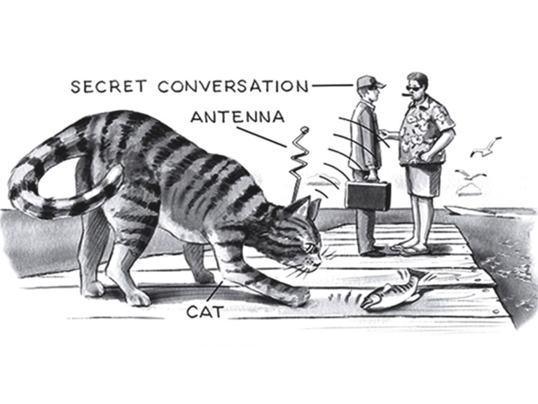 « Ils incisaient le ventre du chat, y inséraient des batteries »: La CIA dressait des chats pour espionner les soviétiques