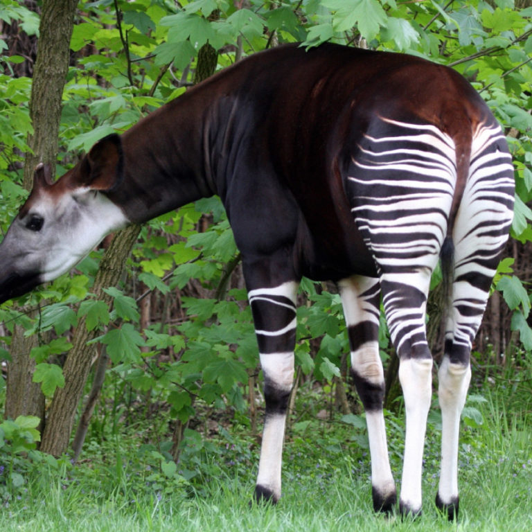 L’okapi : à peine découvert… déjà menacé…