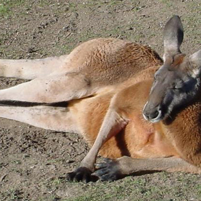 Une incompréhension à l’origine du nom « kangourou » !