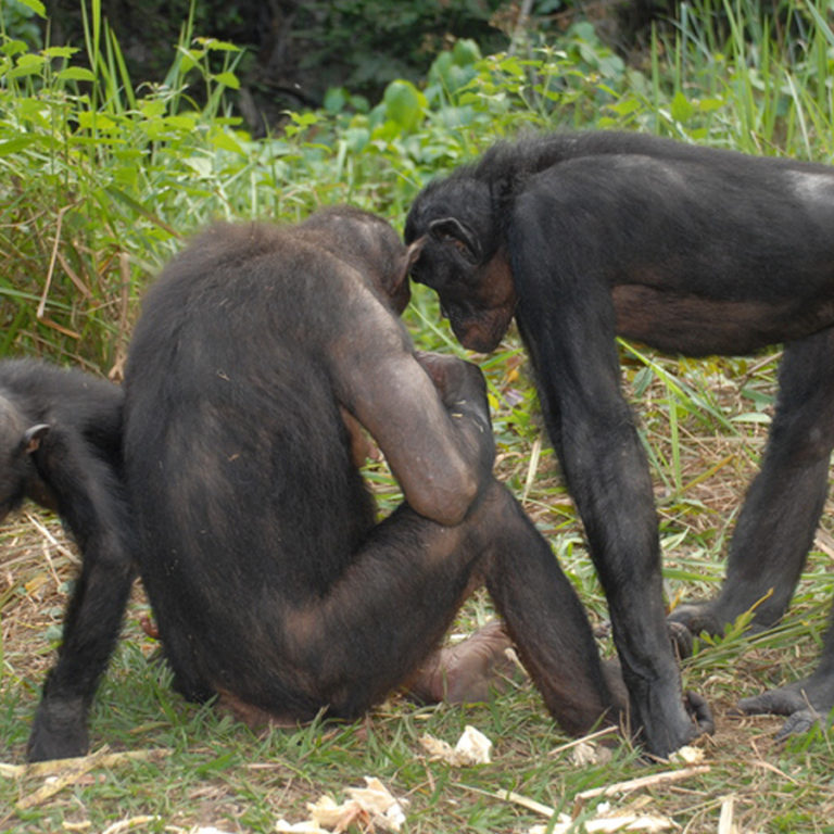 La guerre des chimpanzés