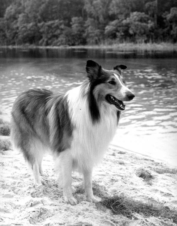 Lassie aussi fidèle qu’infatigable…