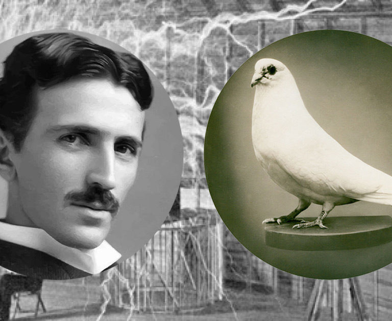 «J’aimais ce pigeon comme un homme aime une femme» : Nikola Tesla obsédé par les pigeons